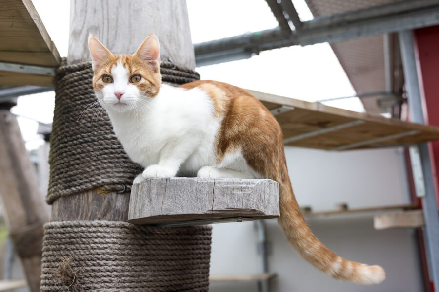 diverse-tierbilder/Katzen_Originalformat__11_