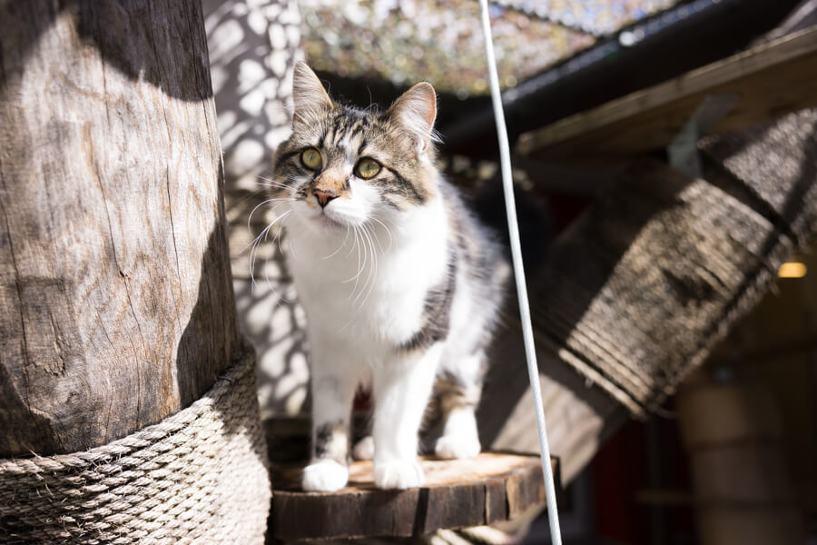 diverse-tierbilder/Katzen_Originalformat__4_