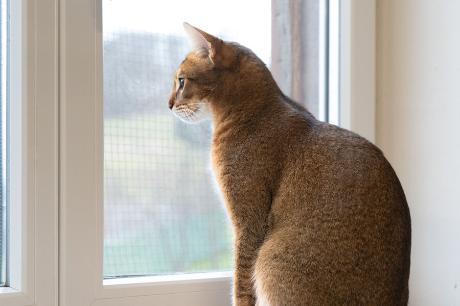 erbschaften--legate/Tierheim_Katze_Nova_01302025_5b
