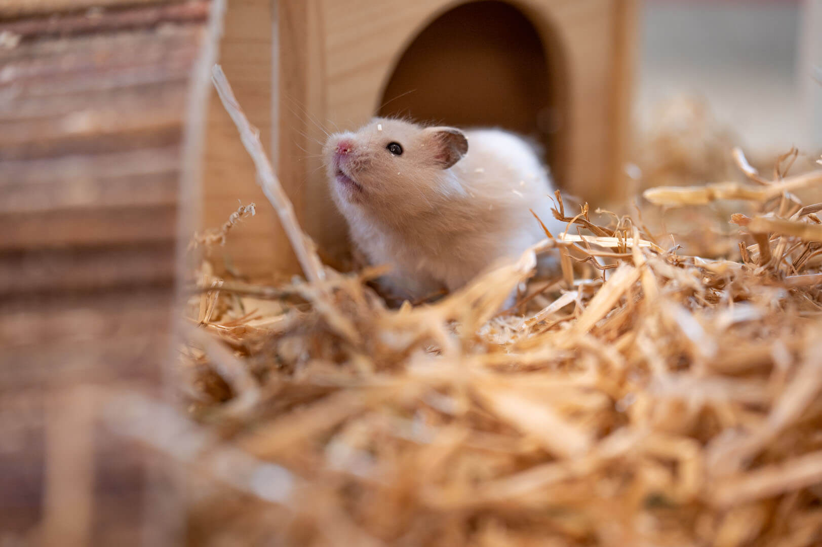 hamster-wuschel/Wuschel__5_