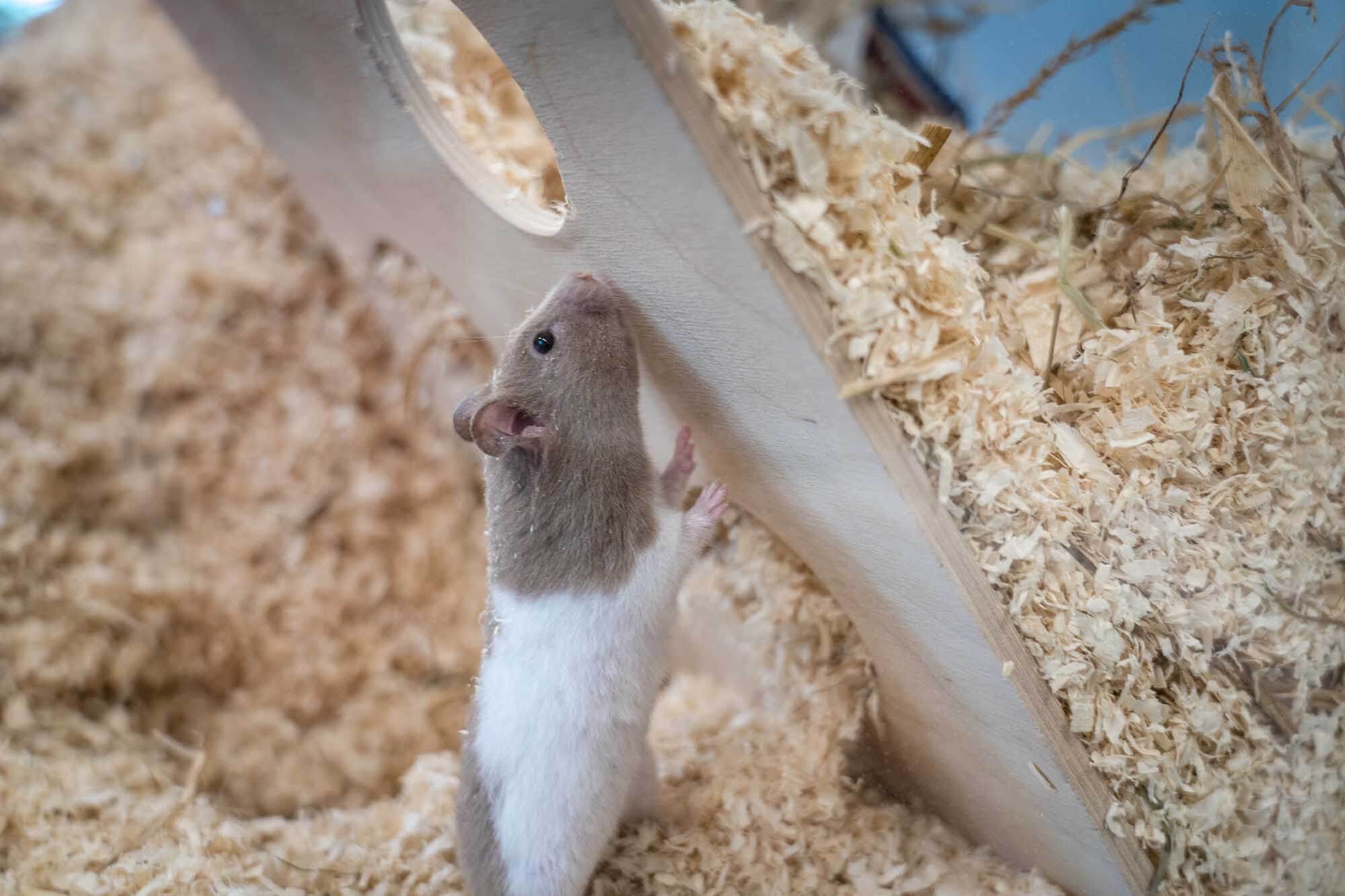 hamster-zwirbeli/HamsterZwirbeli_DSG09322