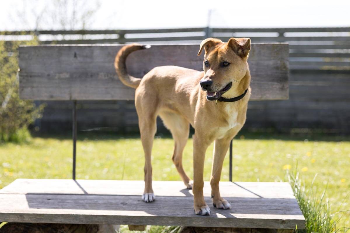 hund-amara/Amara__9_