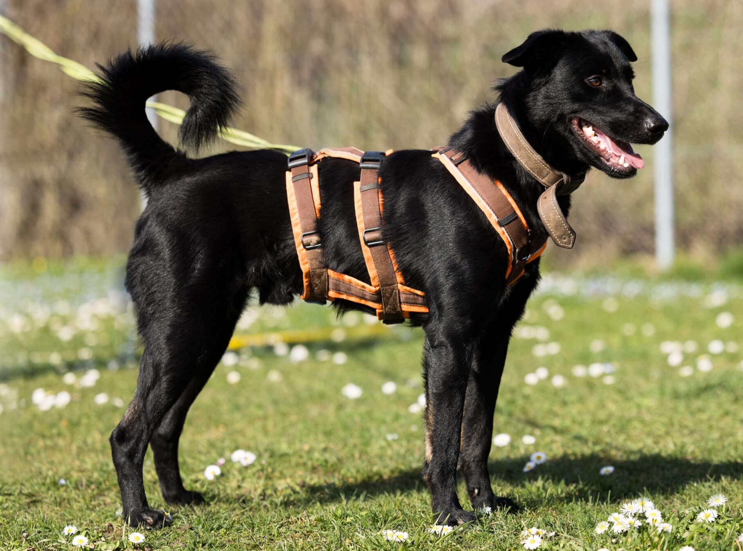 hund-fitje/Fitje-Portrait-3