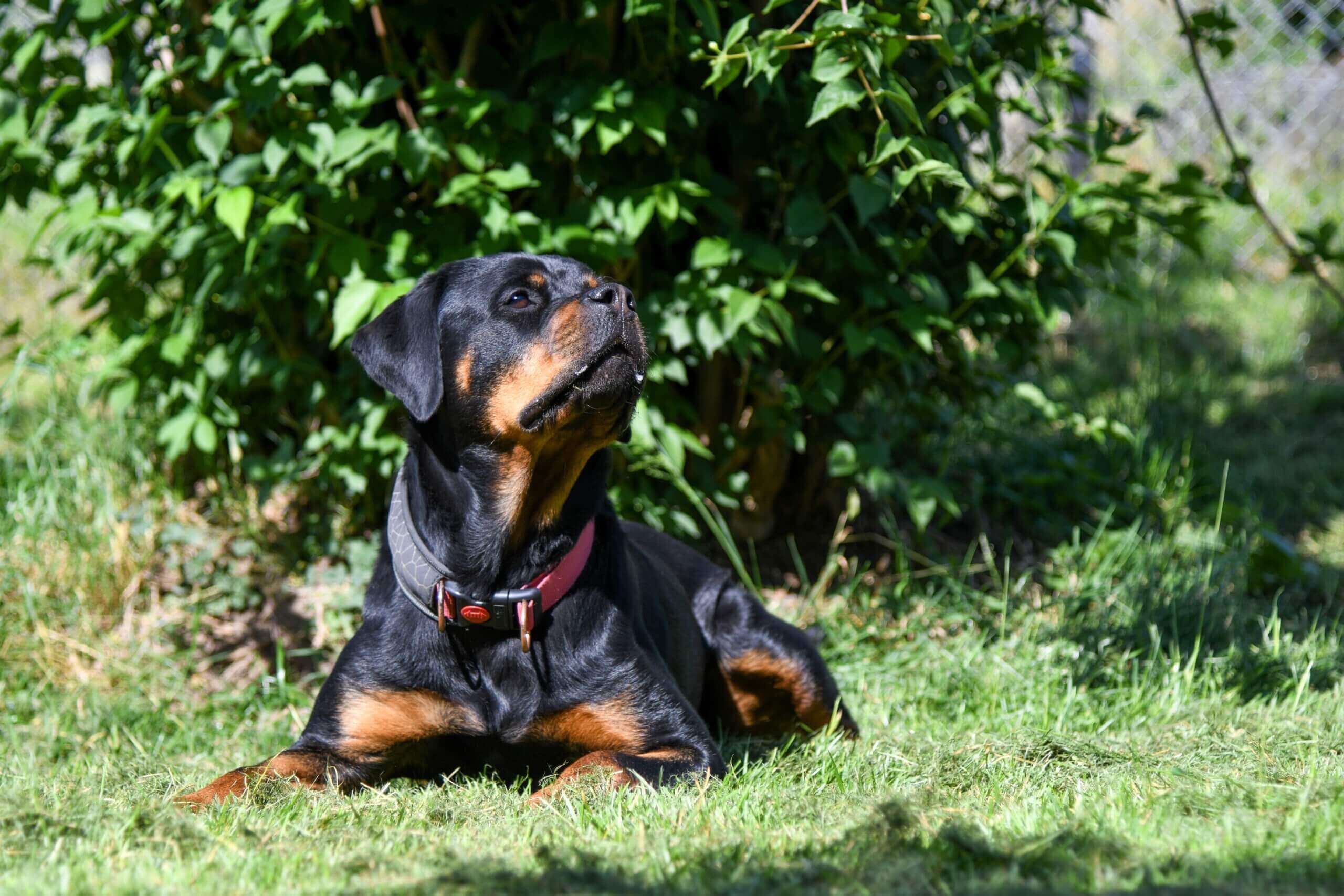 Izzy-Portrait-5.jpg