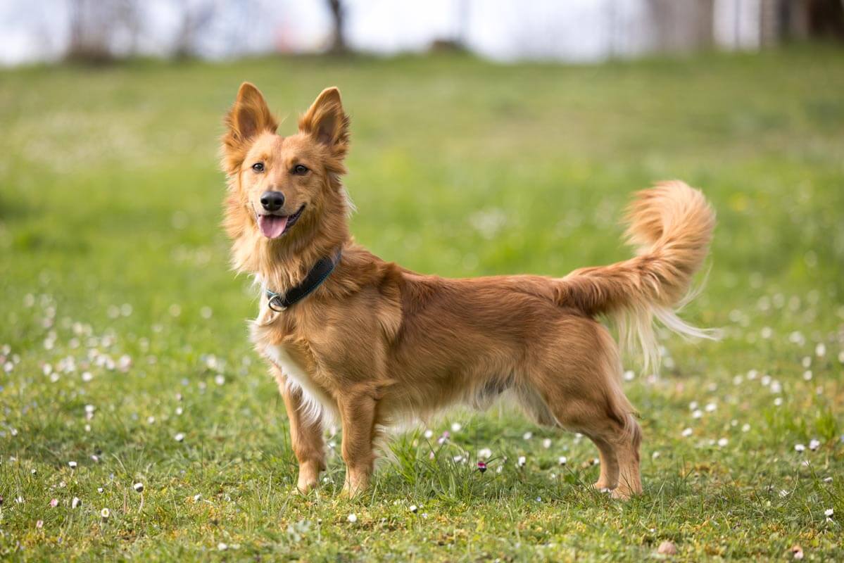 hund-nio/Nio_MichelleBruegger_004