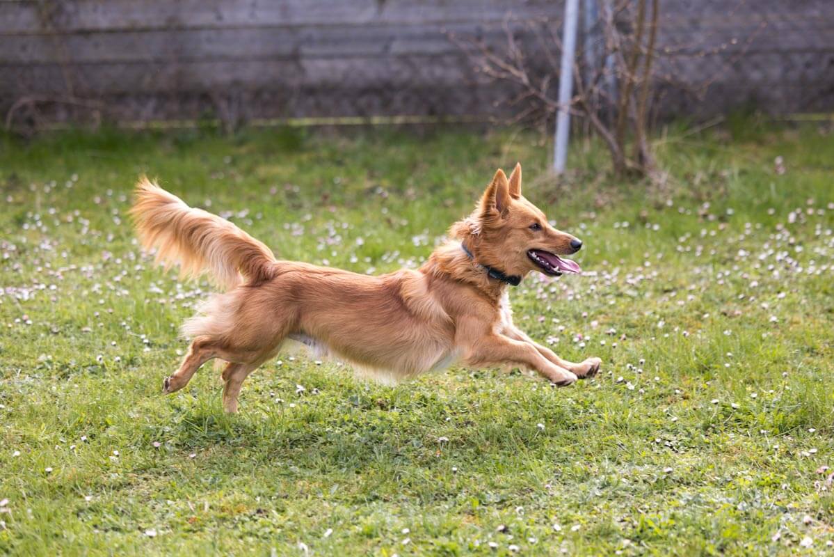hund-nio/Nio_MichelleBruegger_013