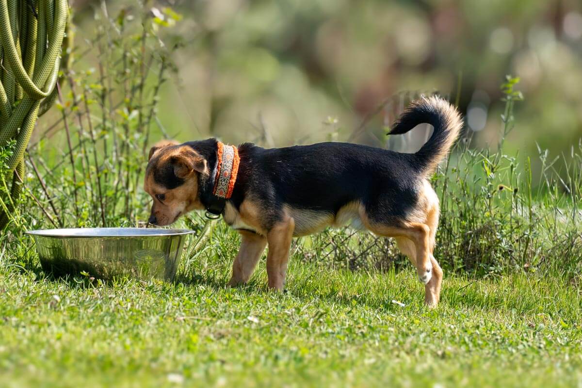 hund-piet/260411_Piet_A740232_rz