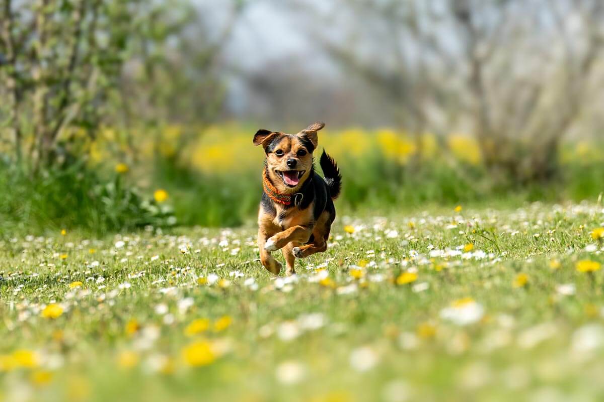 hund-piet/260411_Piet_A740244_rz
