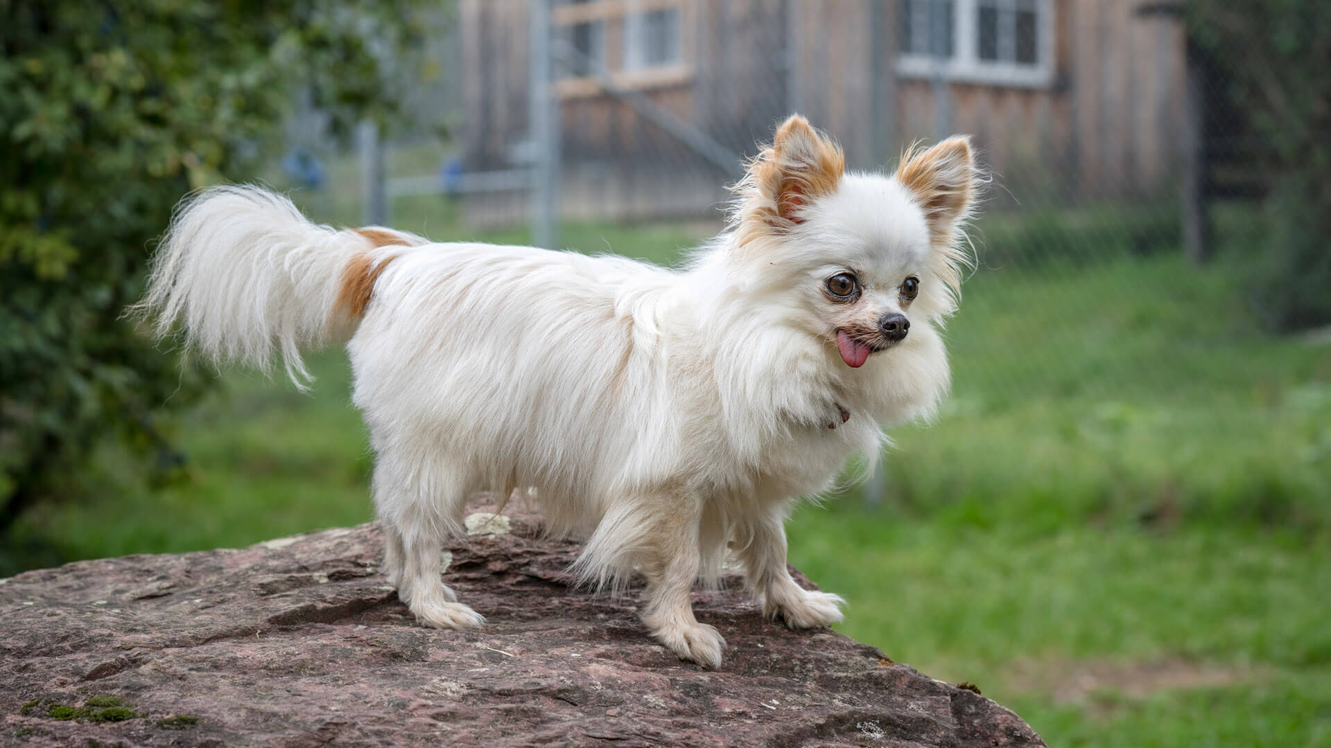 hund-tito/Tito__10_