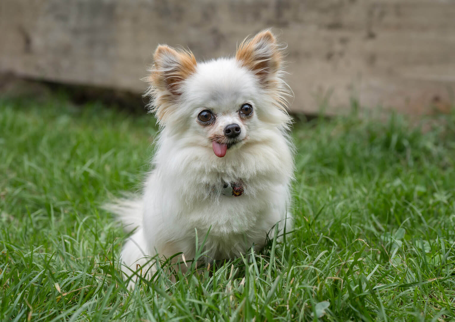 hund-tito/Tito__7_