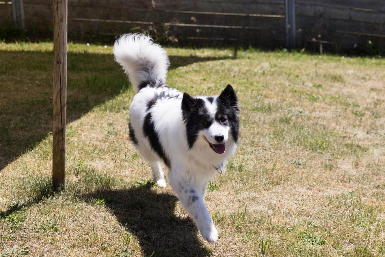 hund-tuuli/Tuuli_MichelleBruegger_004