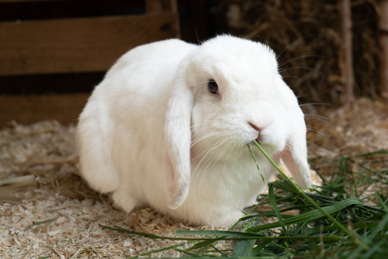 kaninchen-amy-wally/20260605-Walli-_A741211-Regula_Zurbuchen
