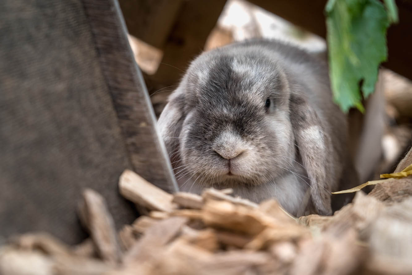 kaninchen-amy-wally/Amy_DSJ00150