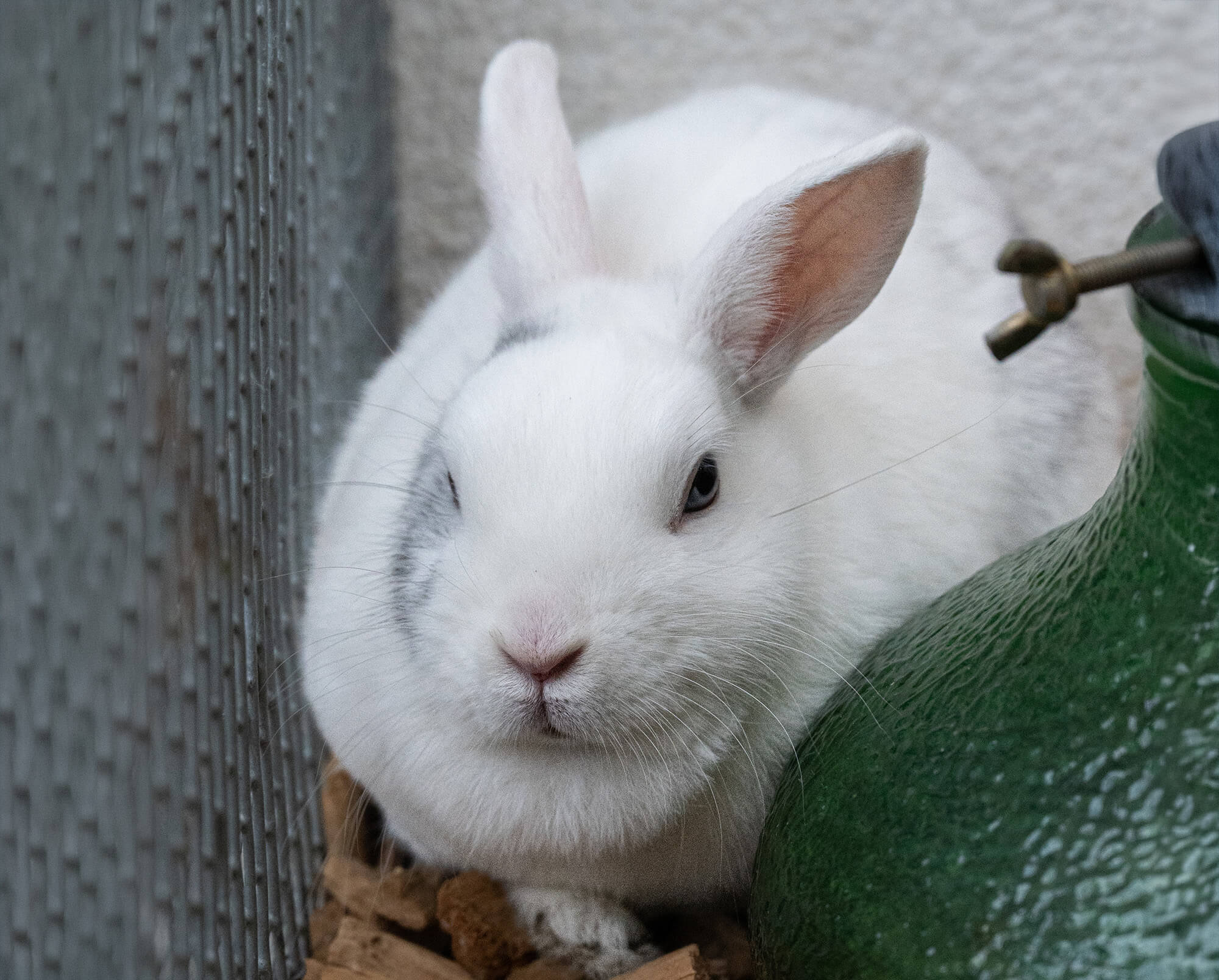 kaninchen-lumpi/Lumpi__6_