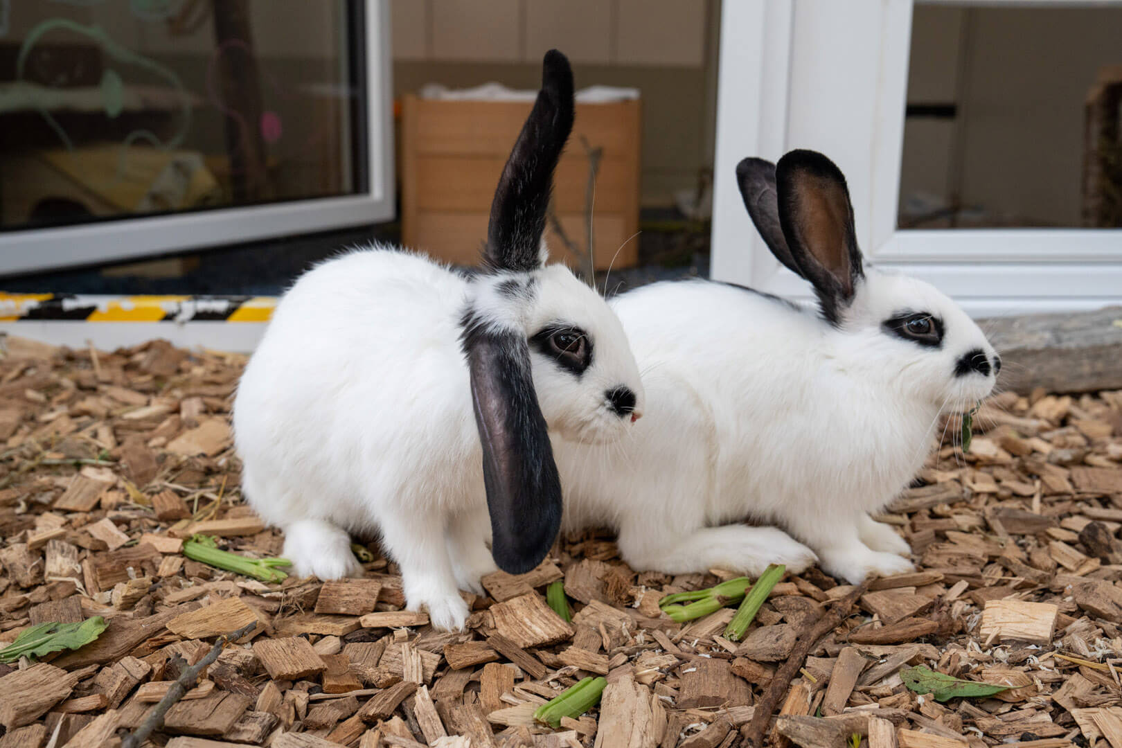 kaninchen-prinzessinnen/Adam_Phillip__2_