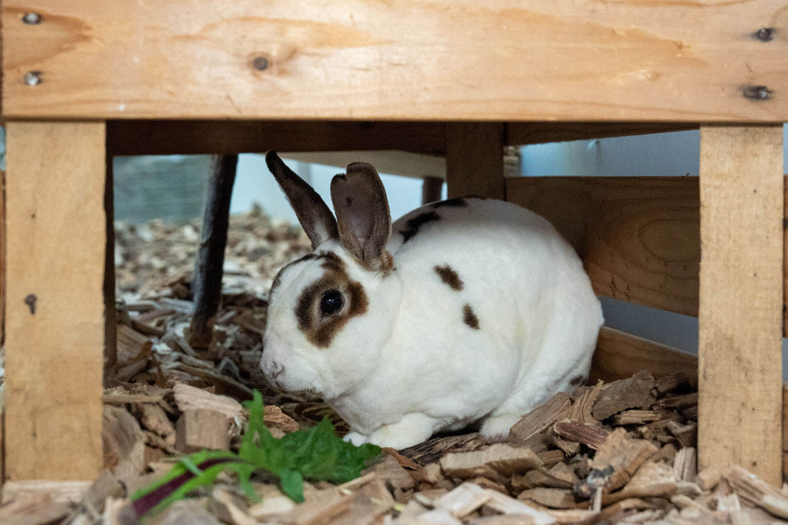 kaninchen-rex/Rex__3_