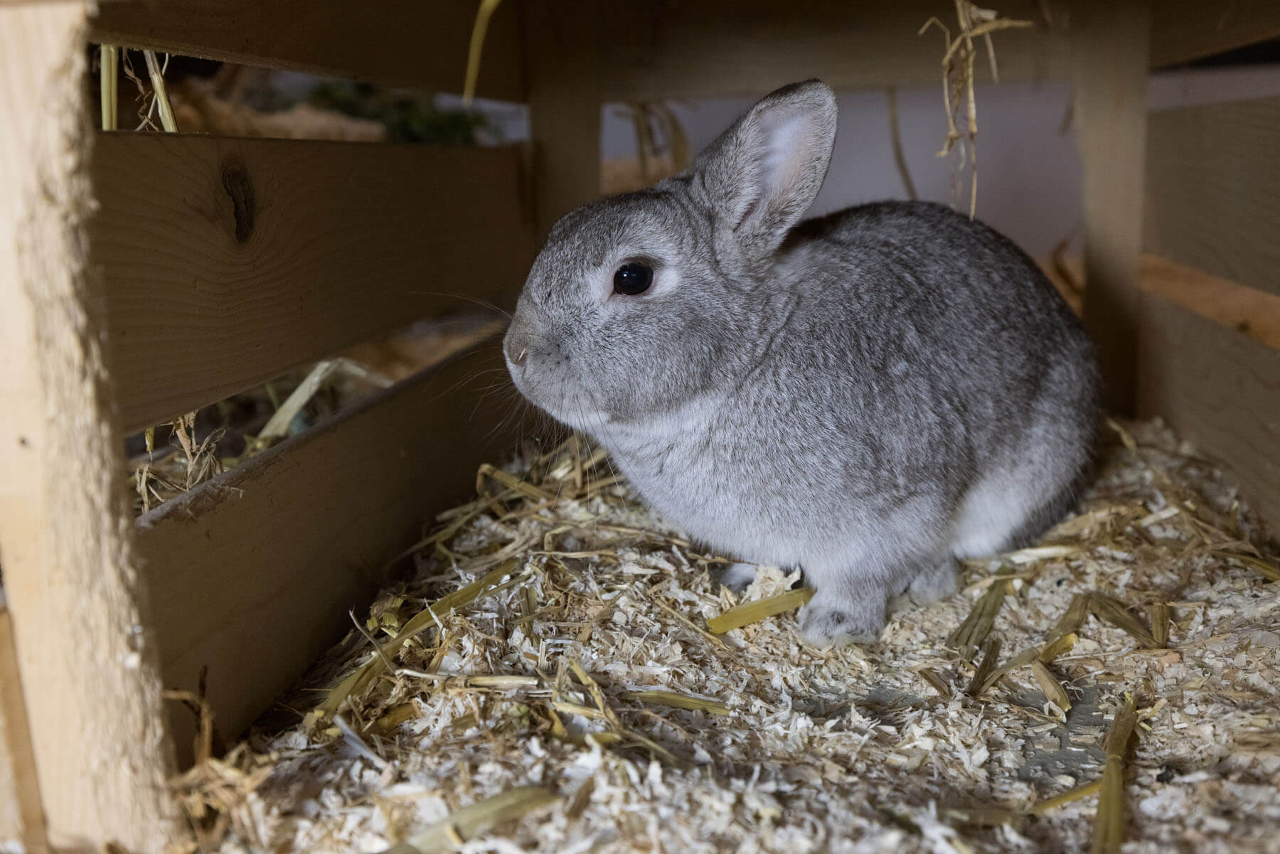 kaninchen-tetris/Tetris_MichelleBruegger_011