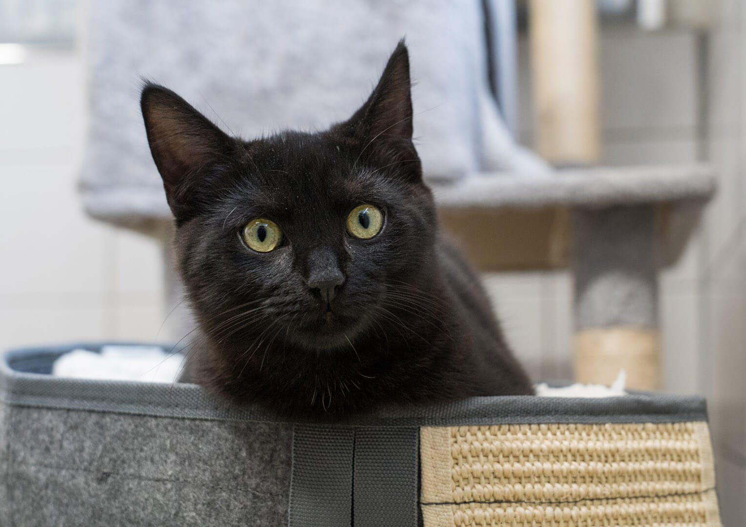 katze-alana-boo-clover/Boo__8_