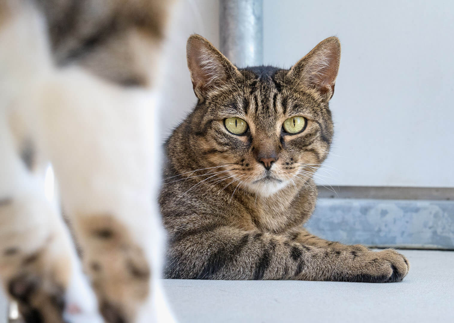 katze-arthos/Arthos_DSJ00644