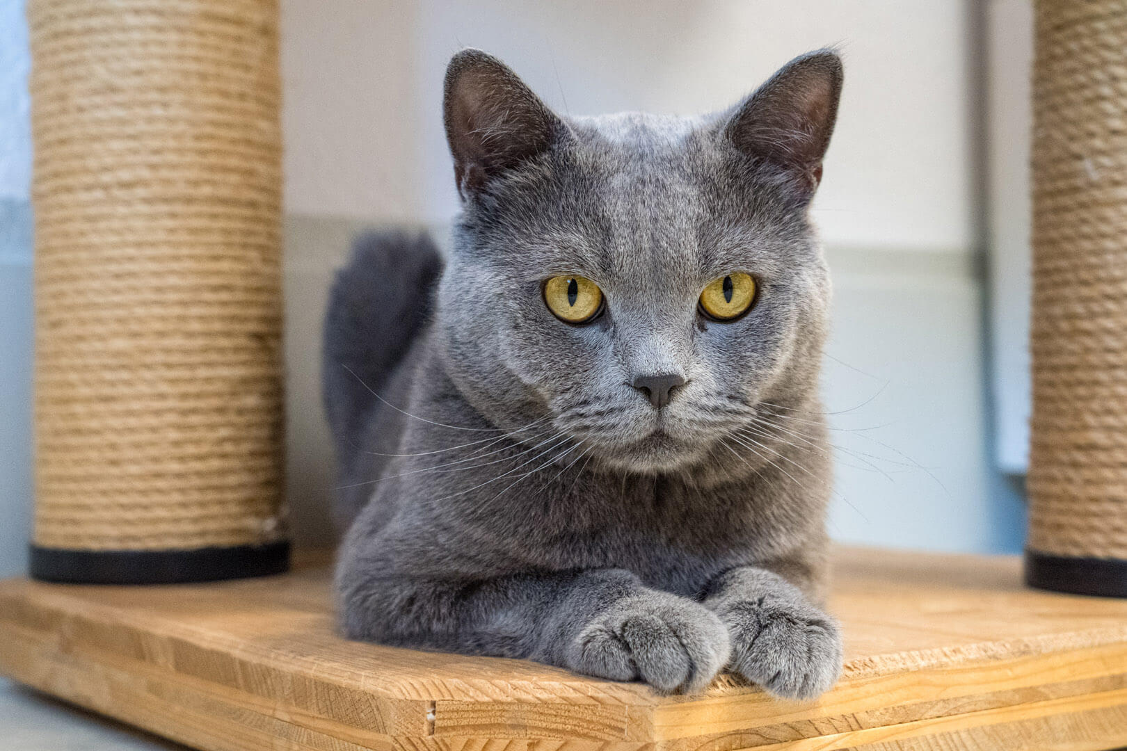 katze-ayaz/Ayaz__18_