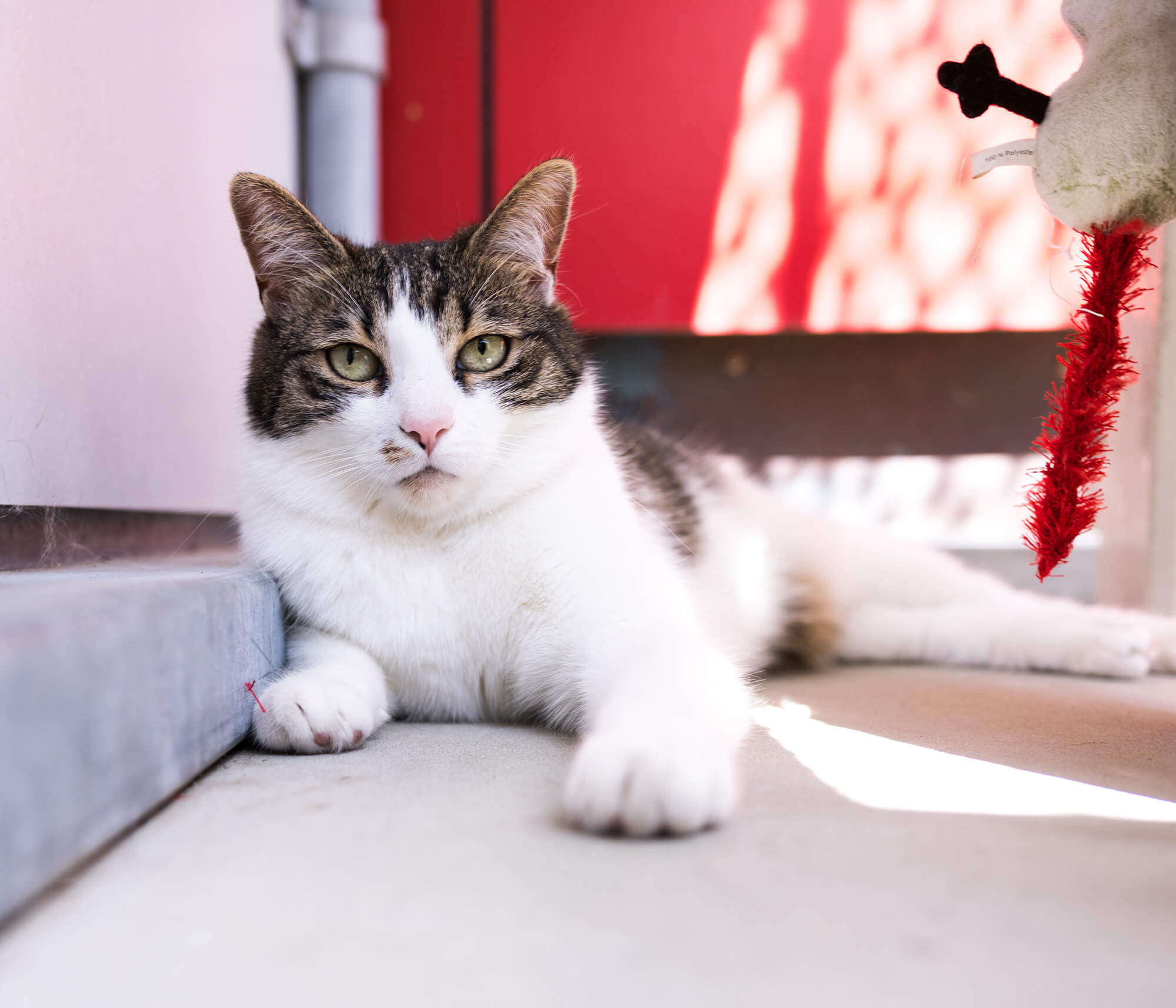 katze-chloe/Chloe_MichelleBruegger_005b