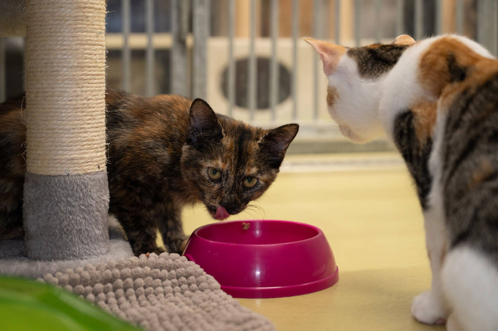 katze-cleo-deja/Cleo_Deja__4_