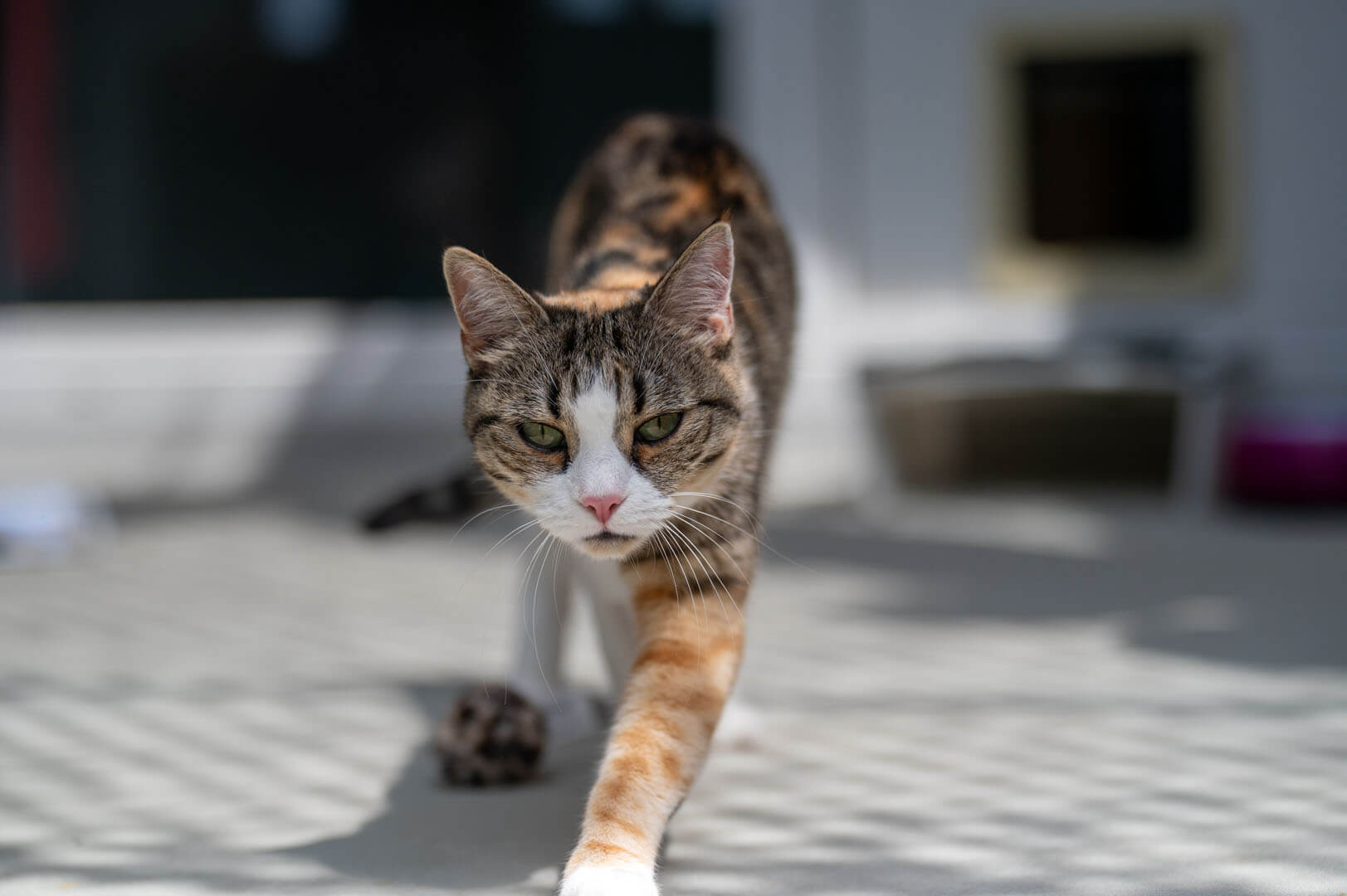 katze-enja/Enja__6_