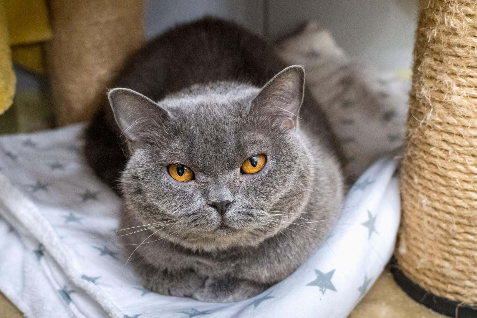 katze-hanna/Hanna__19_