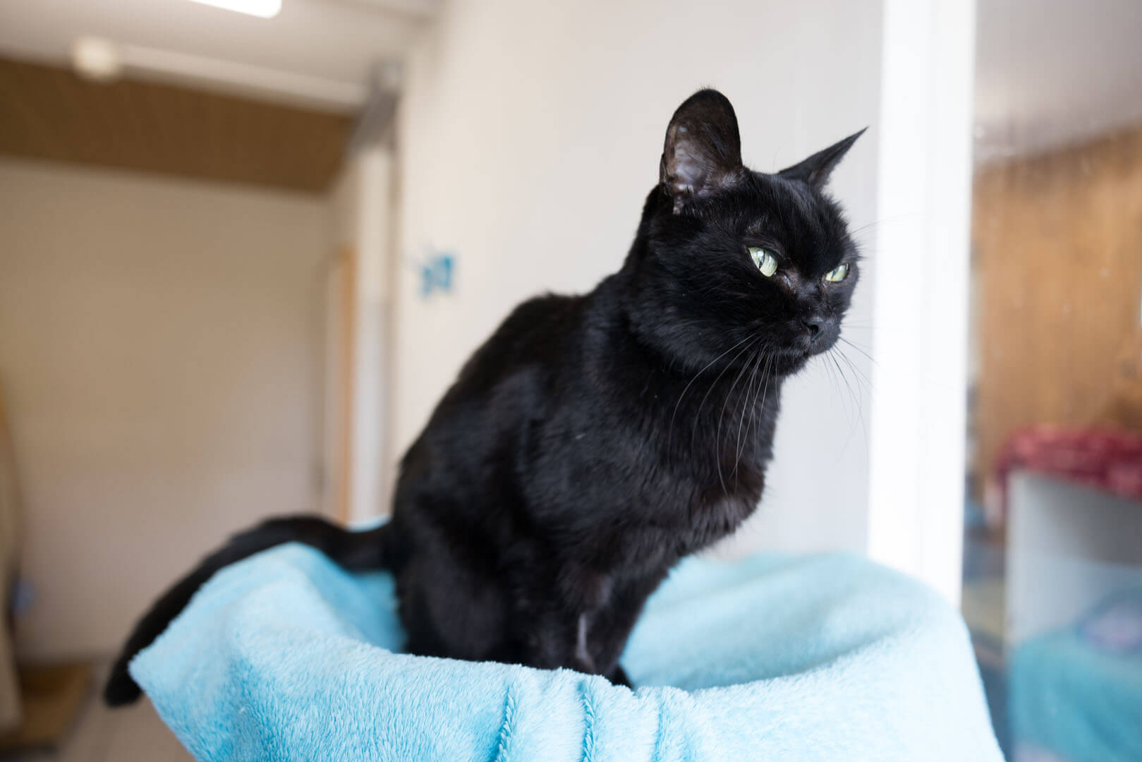 katze-jenny/Katze_Jenny__1_