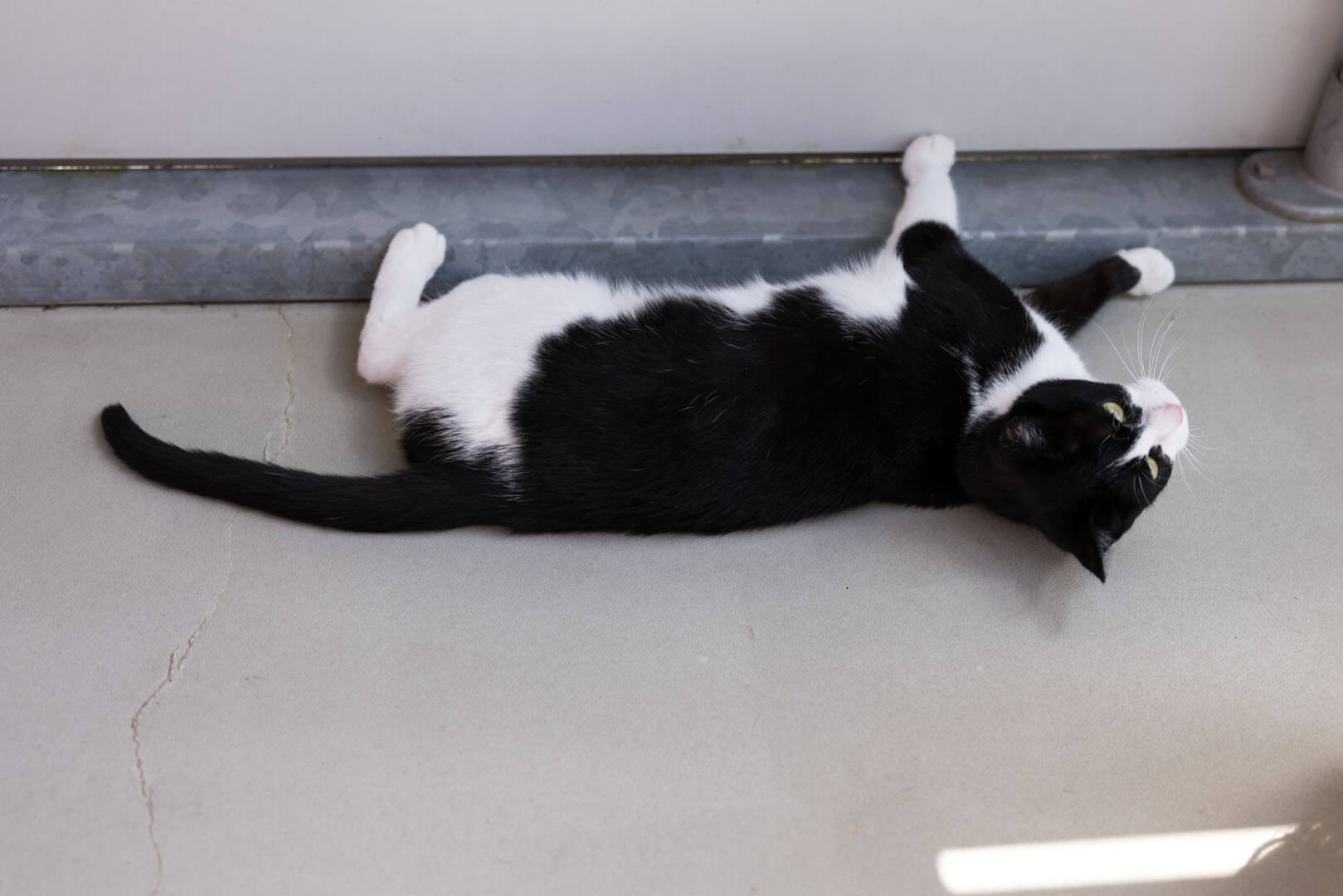 katze-jester/Jester_MichelleBruegger_001
