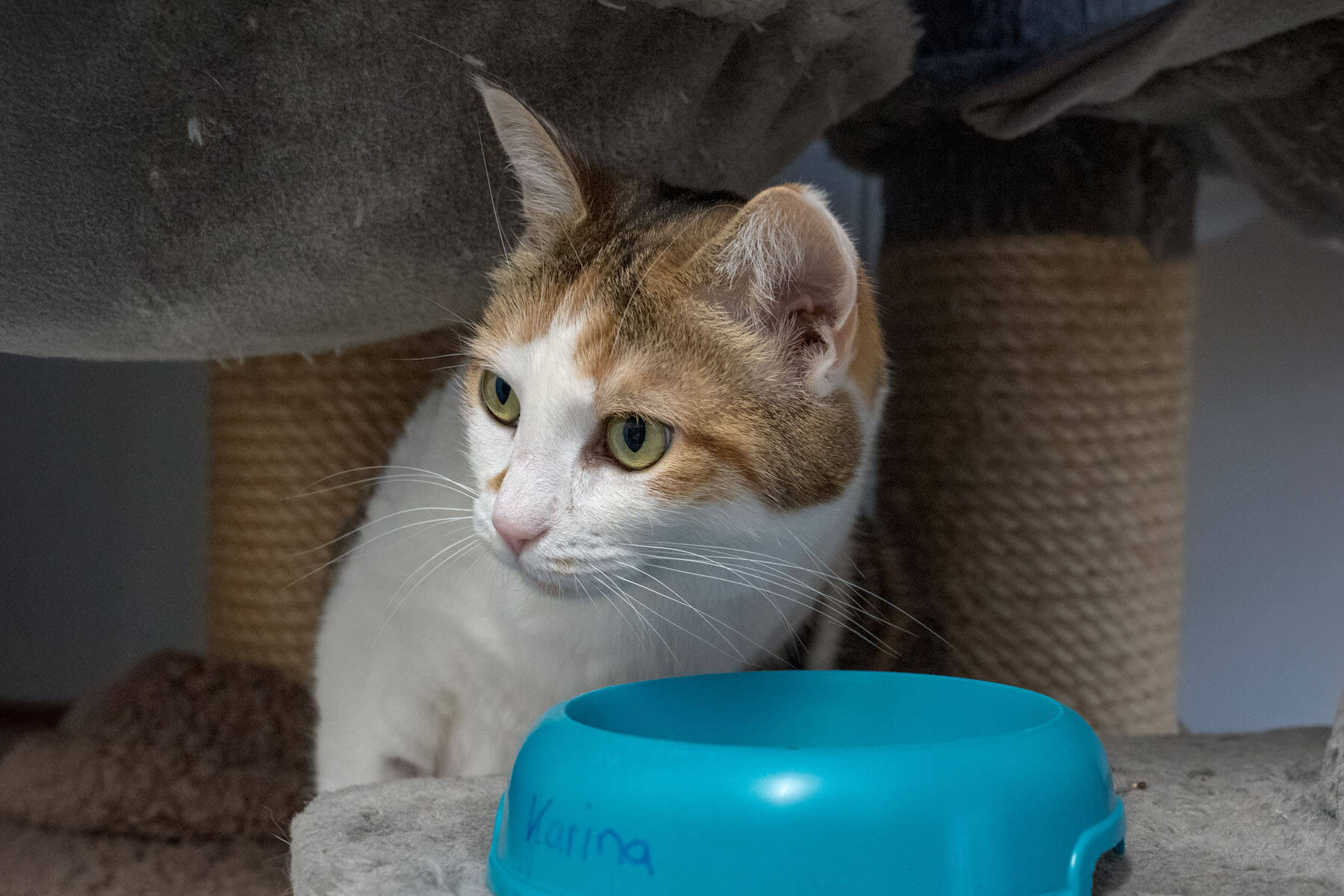 katze-karina/Karina__7_