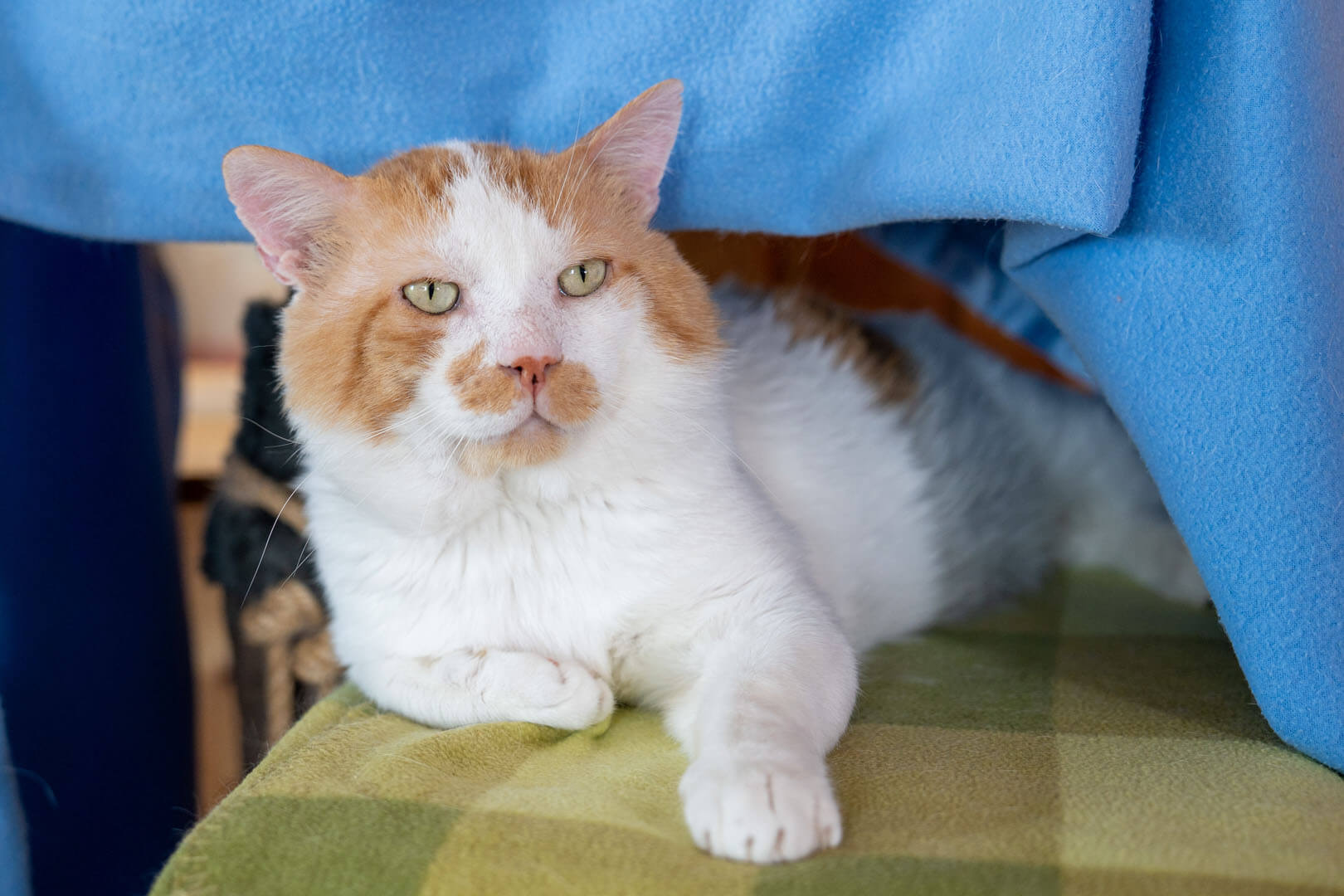 katze-liam/Liam__13_