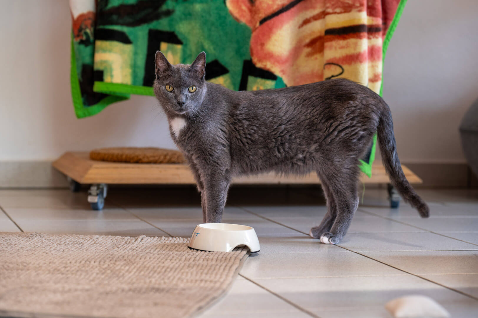 katze-lino/Lino__10_