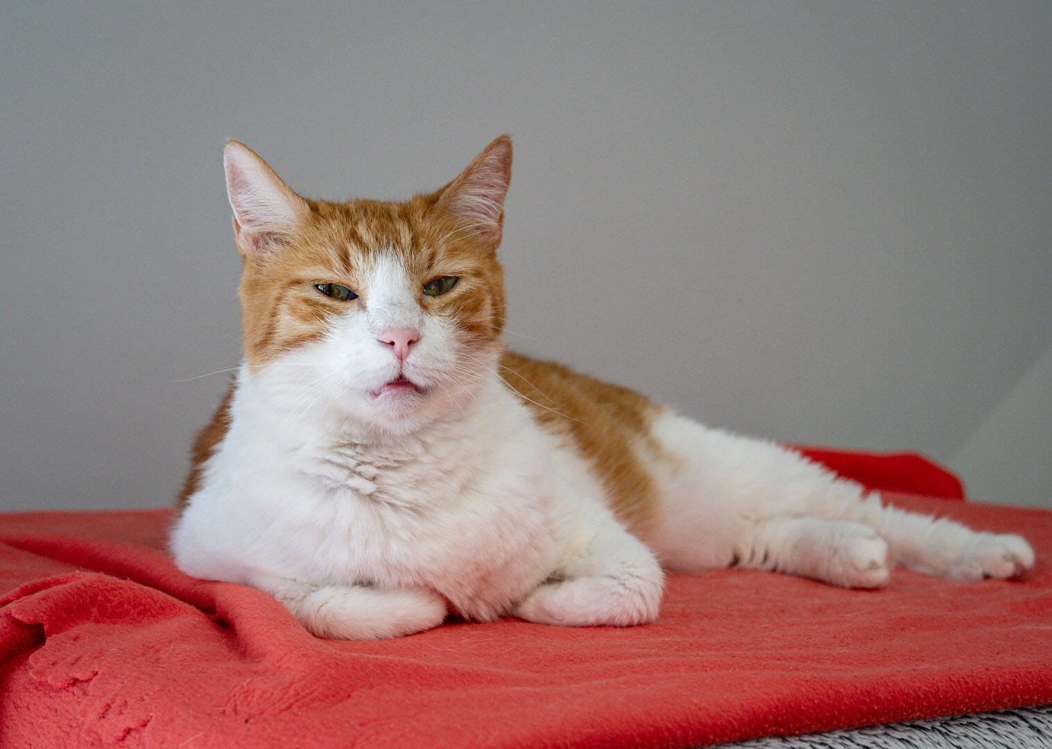 katze-minka/Minka__14_