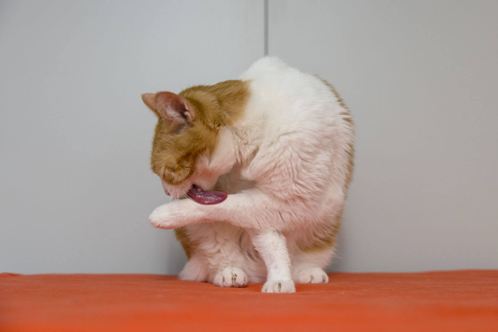katze-minka/Minka__15_