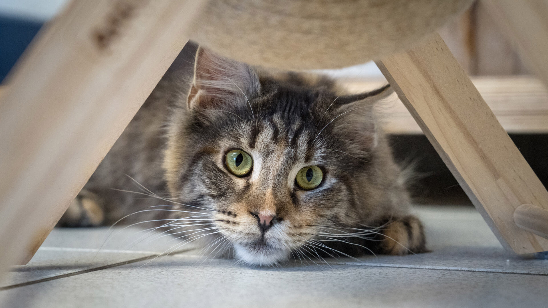 katze-nami/Nami_DSG08700
