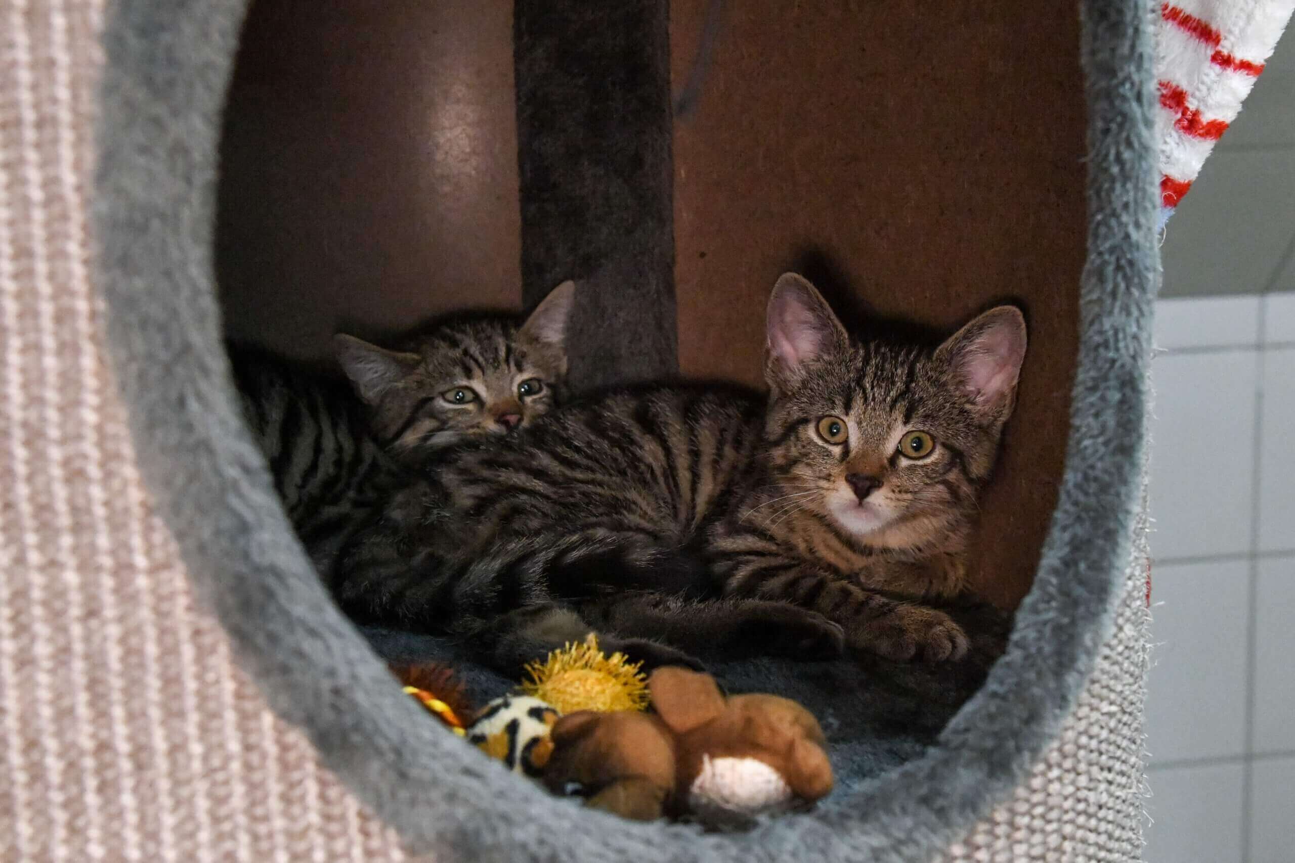 katze-nils-holdi-nevio/imgi_3_850_4682-2-scaled