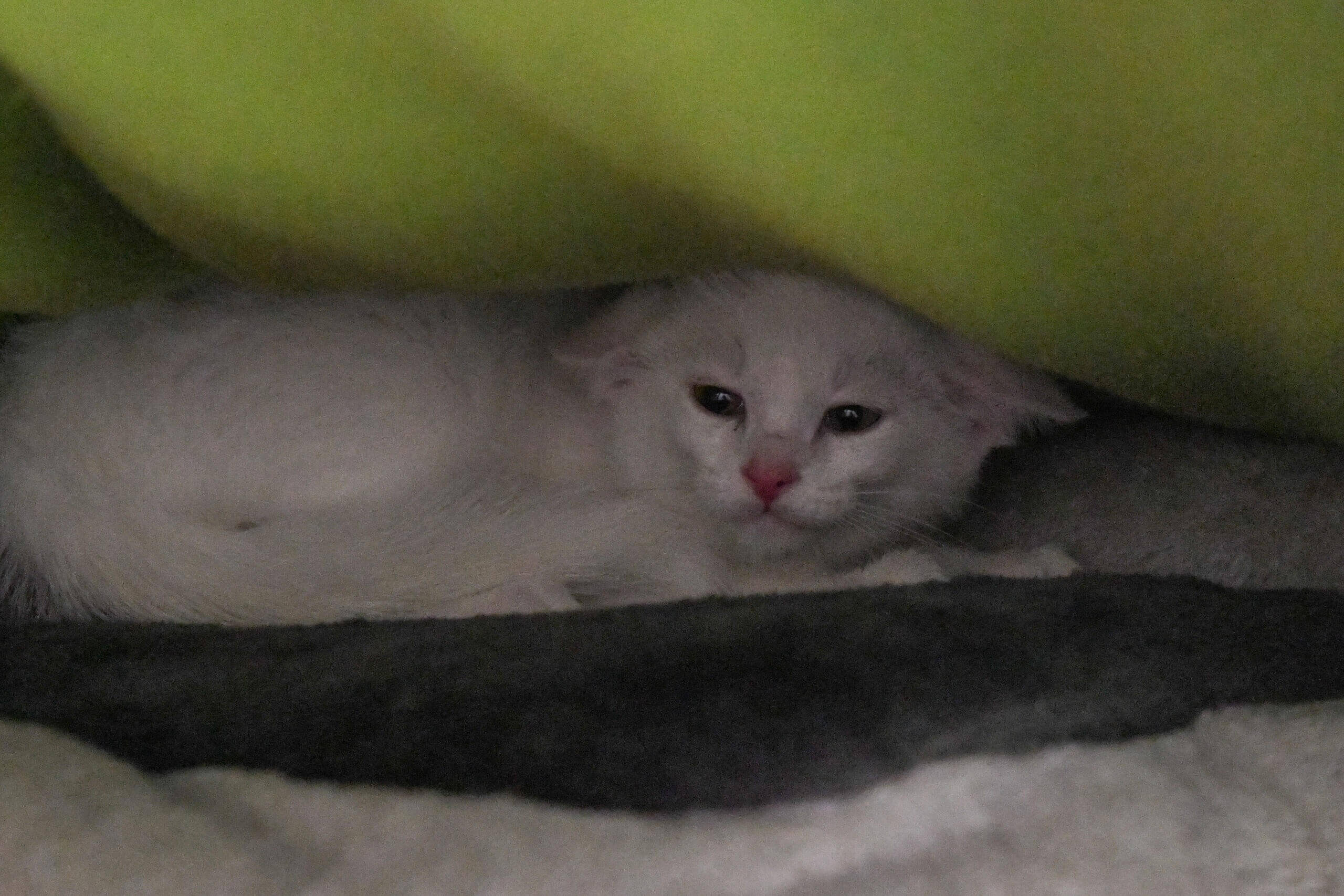 katze-nils-holdi-nevio/imgi_4_850_4686-2-scaled