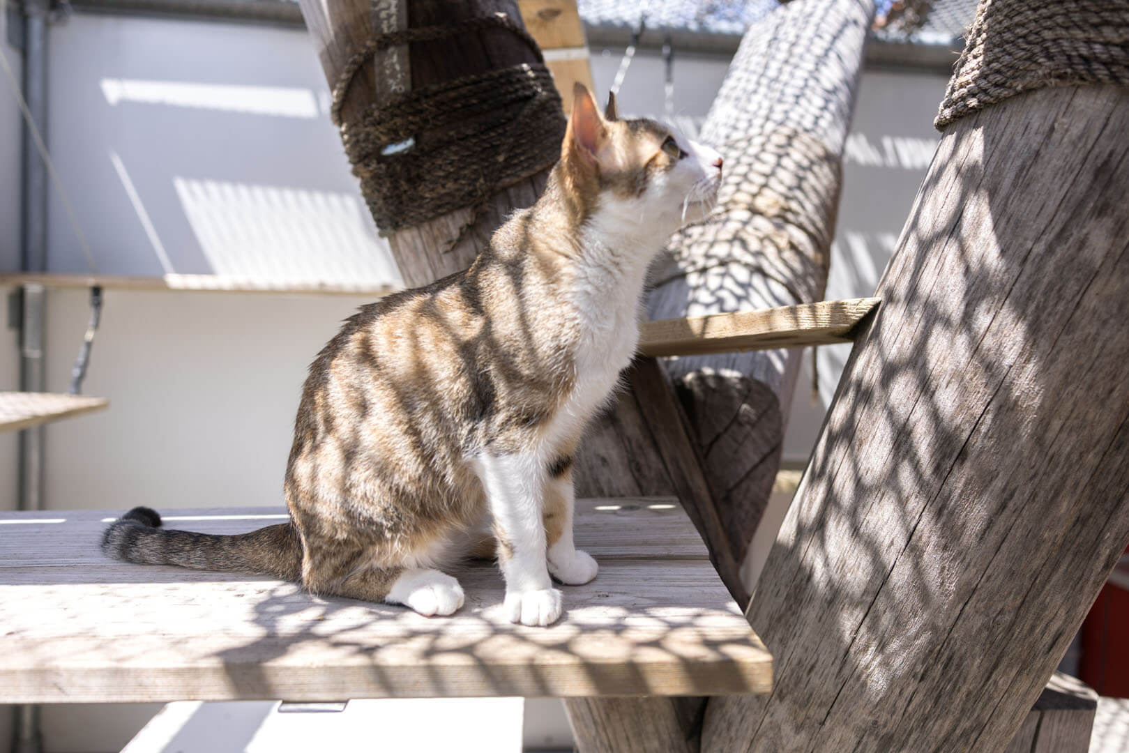 katze-odi/Odi__14_
