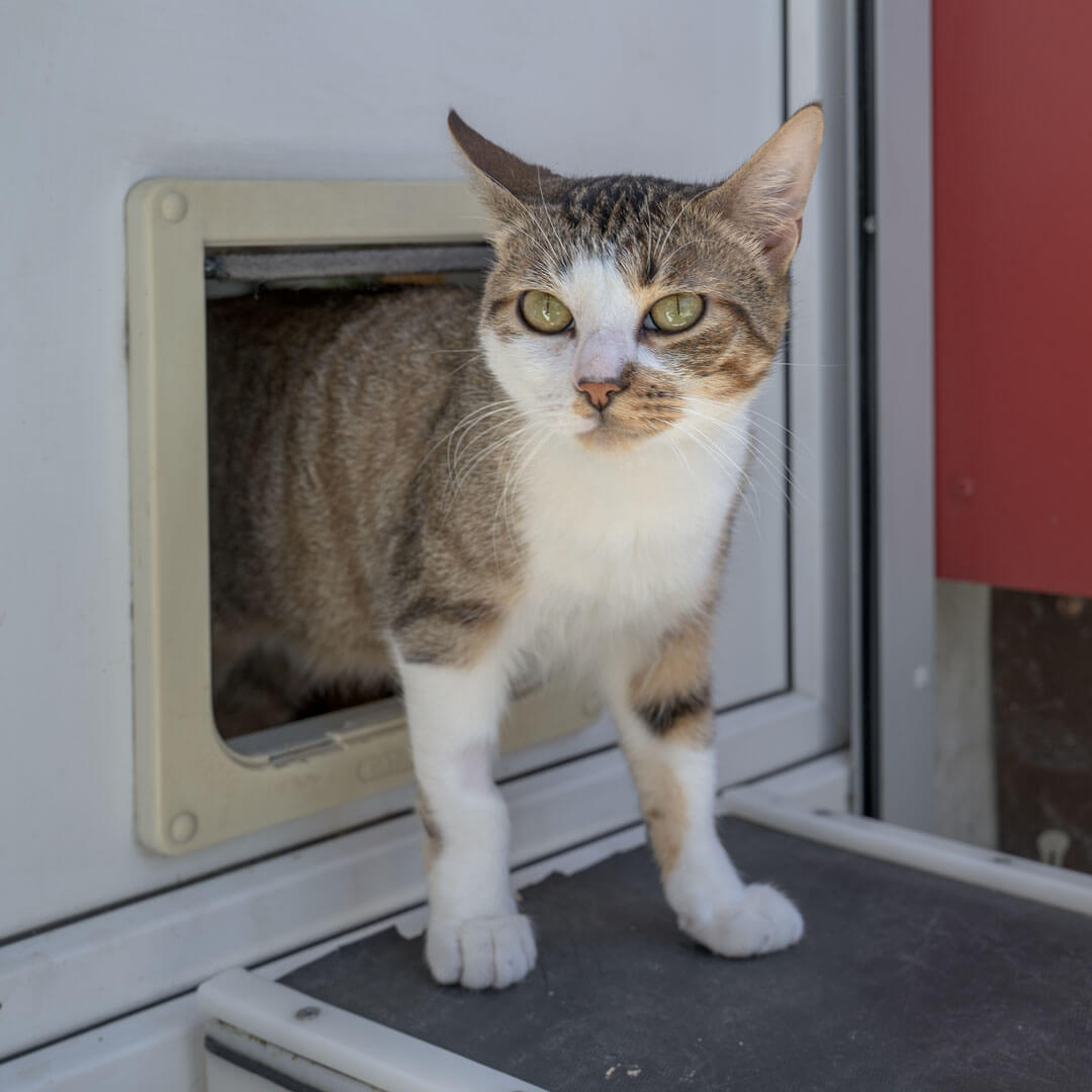 katze-odi/Odi__8_