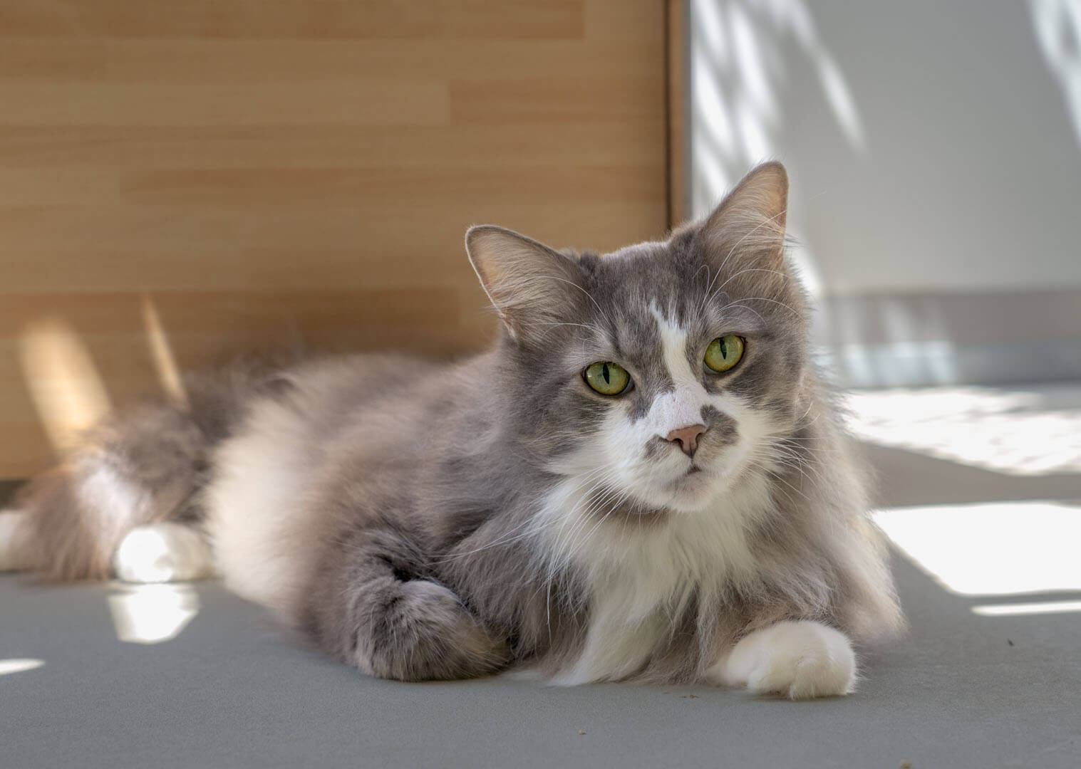 katze-pauli/Pauli__3_