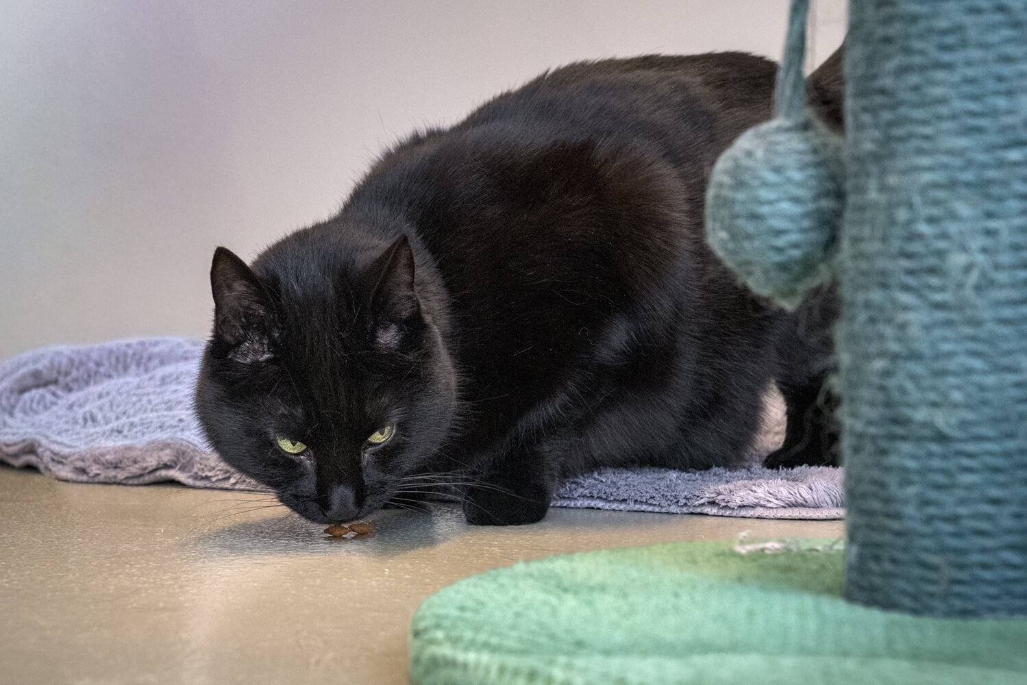 katze-phoebe/Phoebe_DSG07362