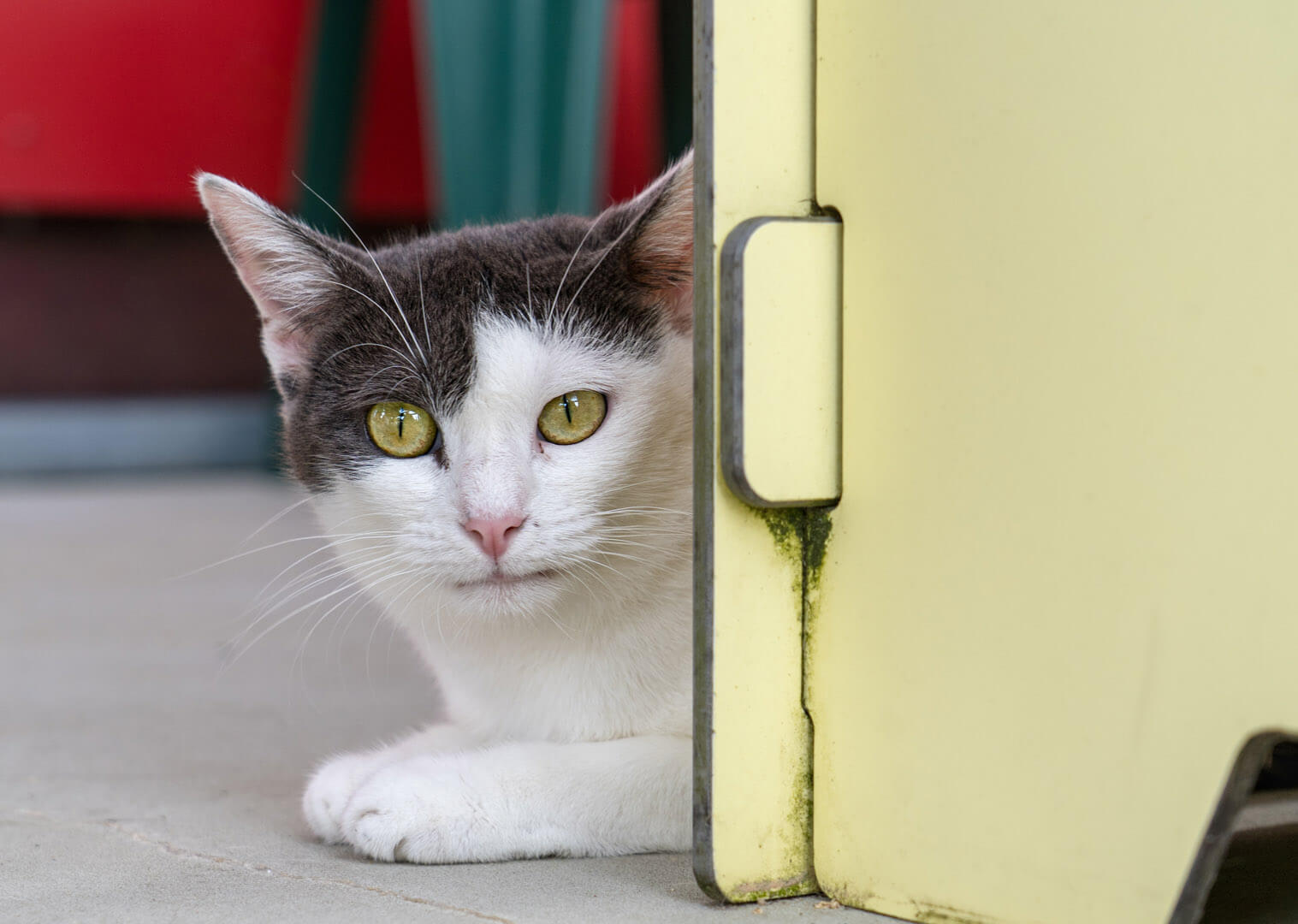 katze-selena/Selena__10_