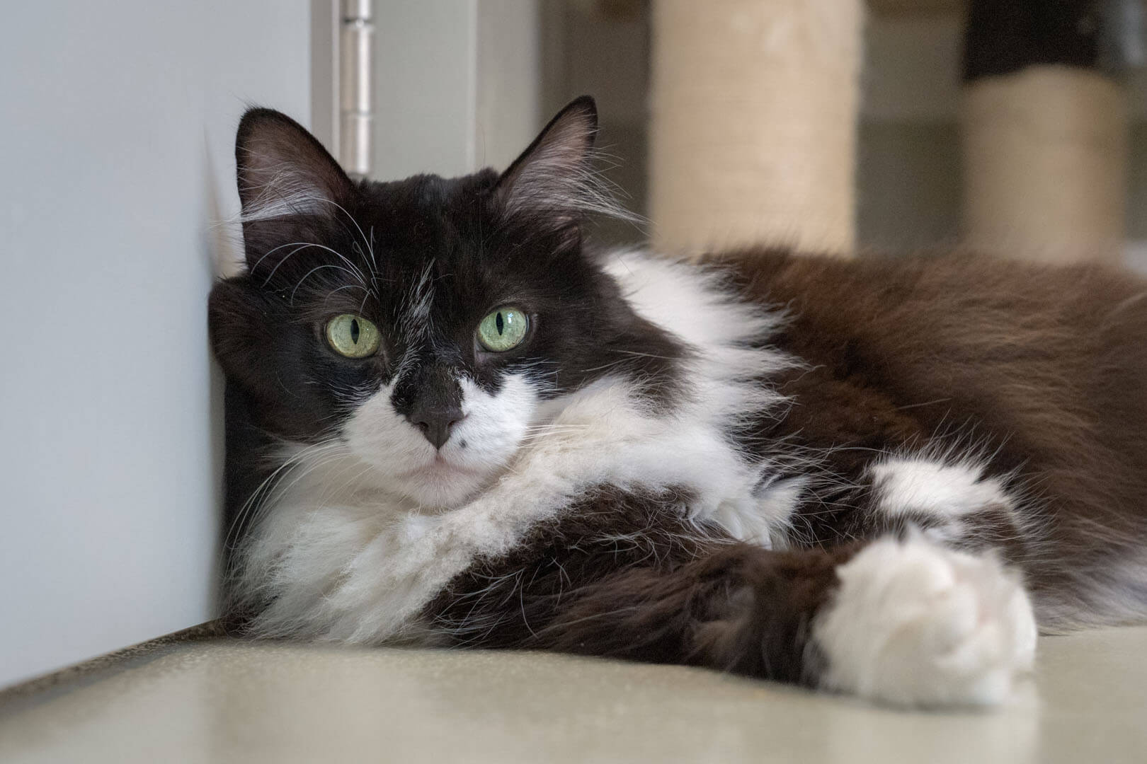 katze-sirius/Sirius_Black__1_
