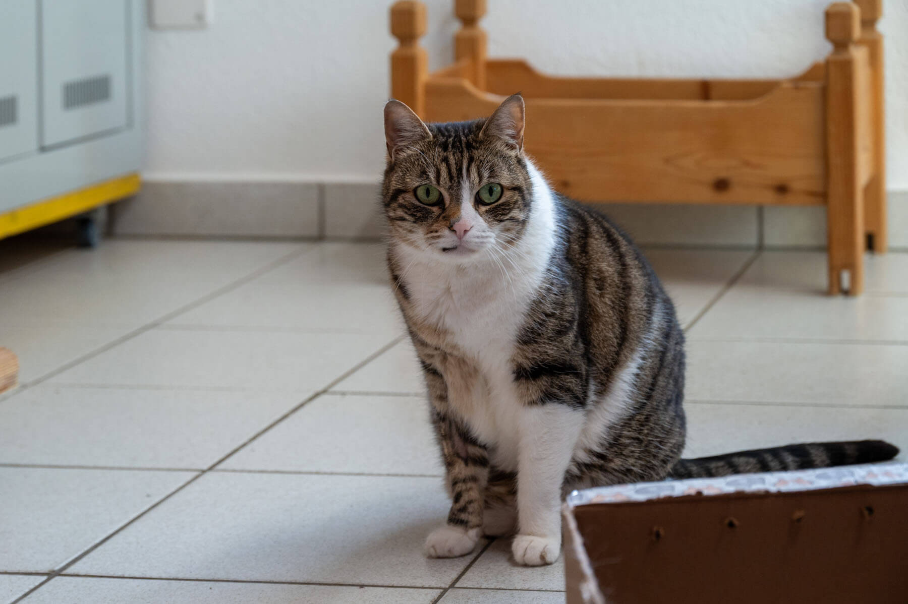 Tierheim_Katze__Stella_JA_05032026_1.jpg