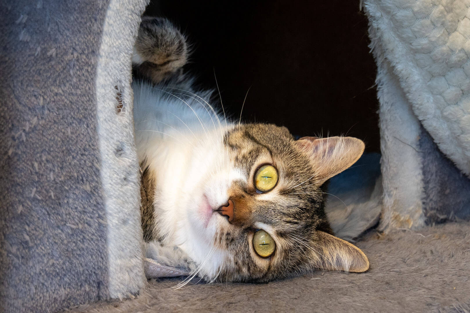 katze-tina/Tina__3_