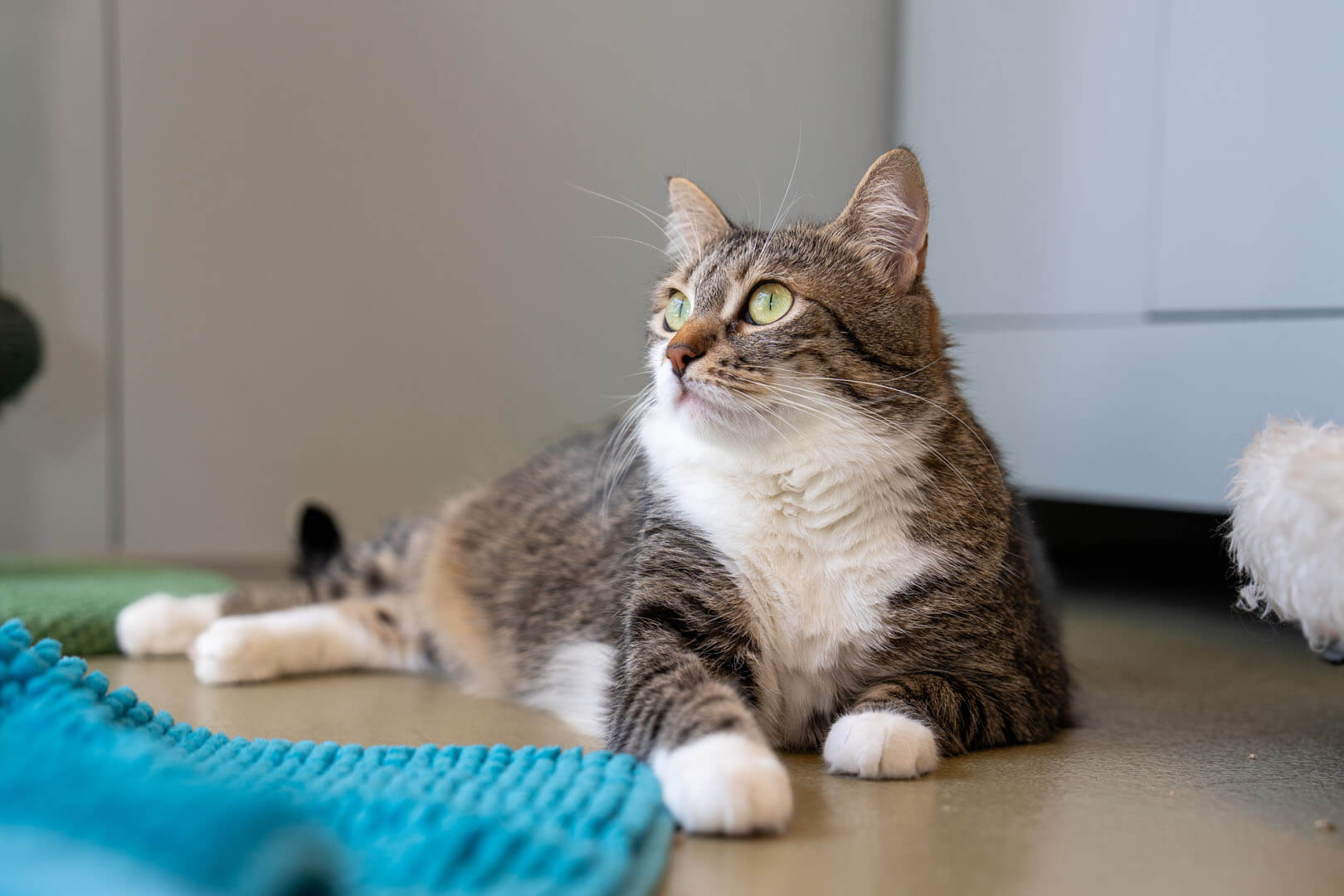 katze-tina/Tina__5_