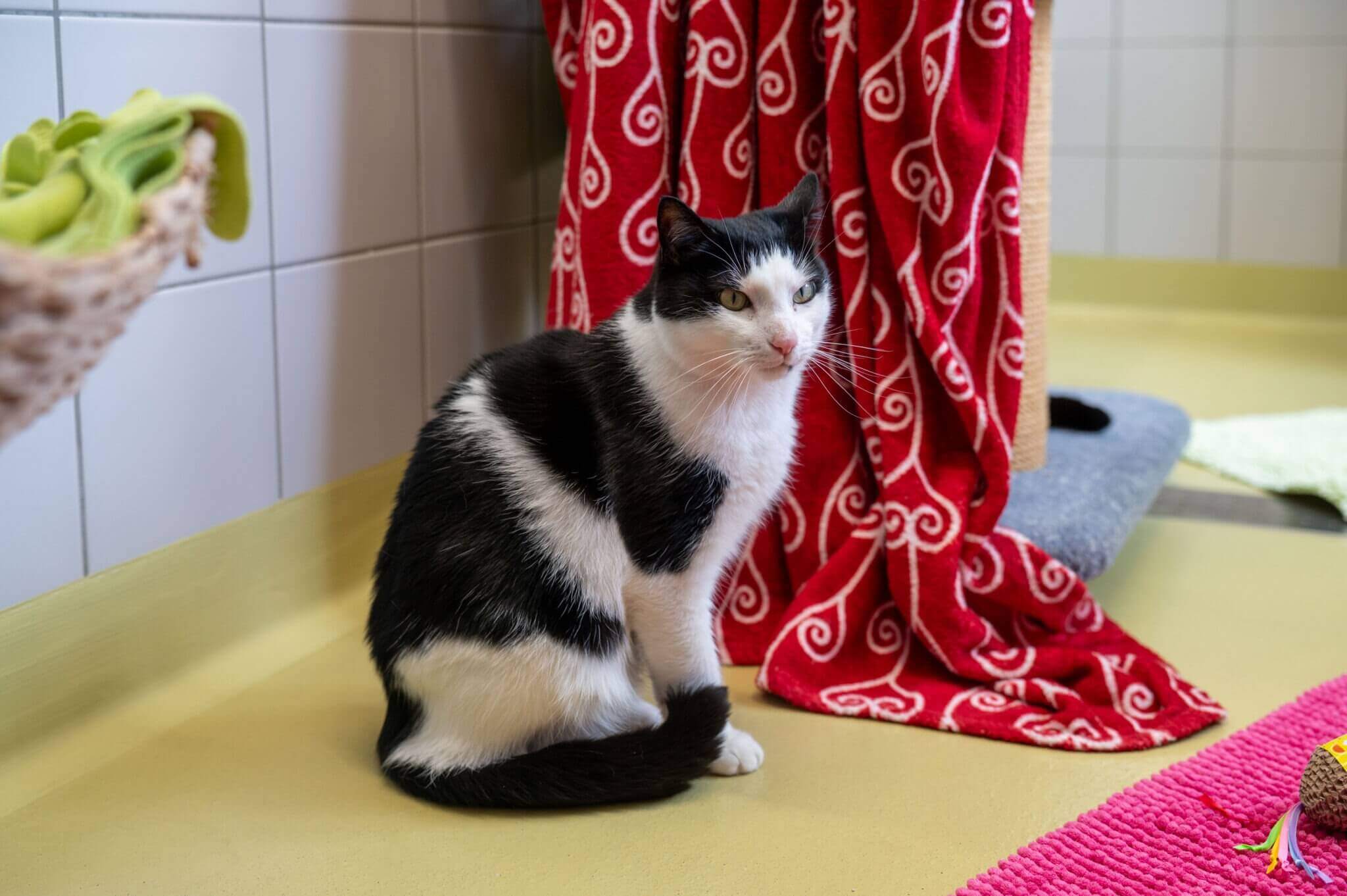 katze-tyson/imgi_7_Tierrheim_Katzen_Tyson_05152025_04-2048x1362