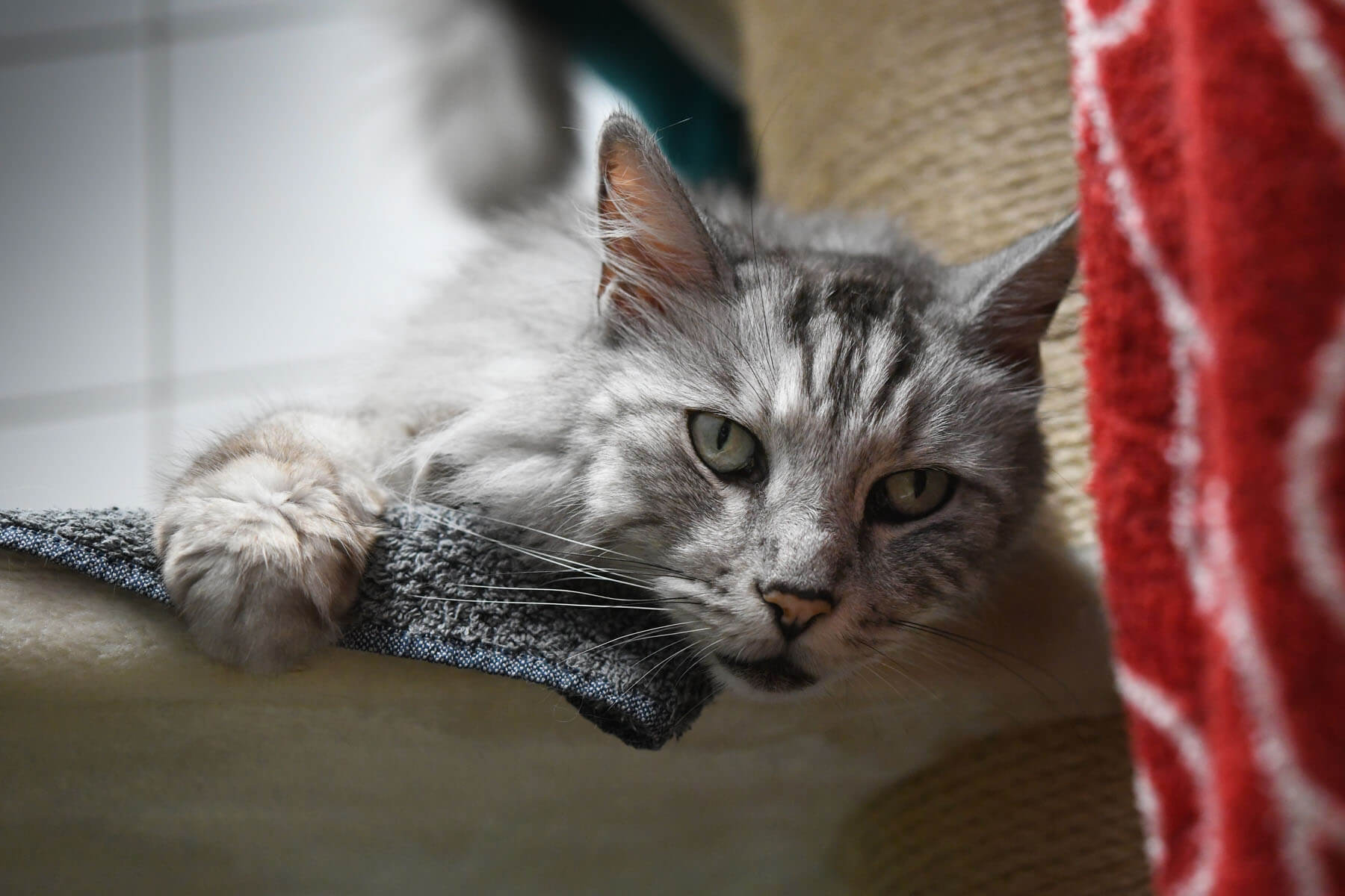 katzen-shila-chicco/Chicco__6_