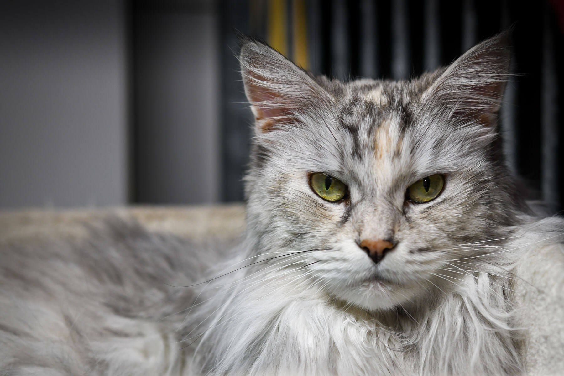 katzen-shila-chicco/Shila__6_